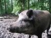 porc si italianul porc si italianul