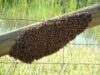 superorganisme