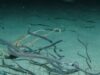 Synaphobranchus kaupii Synaphobranchus kaupii