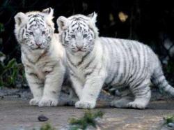 tigrii albi