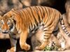 tigrul de Bengal