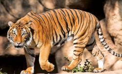 tigrul de Bengal