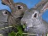 tularemia tularemia