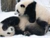 ursulet Panda ursulet Panda