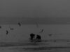 Vanatoare de braconieri pe Marea Neagra Vanatoare de braconieri pe Marea Neagra
