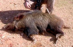 braconieri