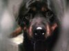 caine-rottweiler