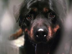 caine-rottweiler