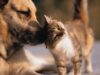 cat_dog.jpg cat_dog.jpg