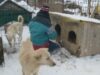 cateii din Glina