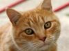 Nu blana animalelor dă reacţii alergice, ci saliva lor Nu blana animalelor dă reacţii alergice, ci saliva lor