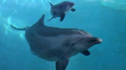 delfinii detin cheia