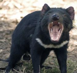 diavol tasmanian