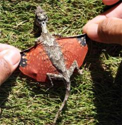 dragoni zburatori