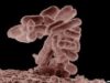 Escherichia coli Escherichia coli