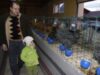 expozitie gaini