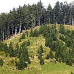 fond forestier