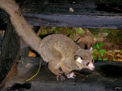 galago