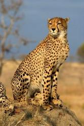 ghepard