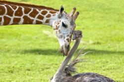 girafa-strut