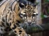 leopard patat
