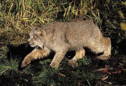 linx