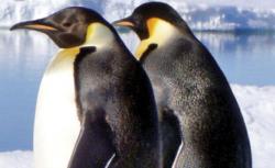 pinguini