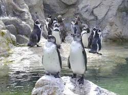 pinguini