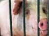 porc ramas langa stapan porc ramas langa stapan