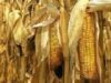Uniunea Europeană a importat, în 2010, circa 40 de milioane de tone de alimente şi furaje care conţin Organisme Modificate Genetic (OMG)
