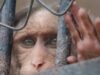 primate disparitie