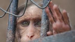 primate disparitie