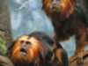 primate pe cale de disparitie primate pe cale de disparitie