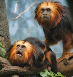 primate pe cale de disparitie