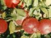 Tirgul "D'ale Gurii": produse traditionale si ecologice pentru savoarea si gustul natural al bucatelor de alta data