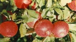 produse bio