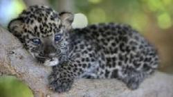 pui de leopard