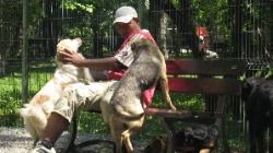 sterilizari animale