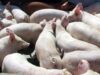 Transplant de organe de la porci modificati genetic la oameni