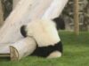 urs Panda invata chineza urs Panda invata chineza