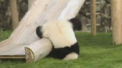 urs Panda invata chineza