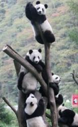 ursi Panda