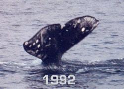 1992