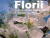 af_flori_de_florii_50_x_70_rgb.jpg af_flori_de_florii_50_x_70_rgb.jpg
