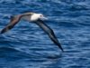albatrosi Laysan