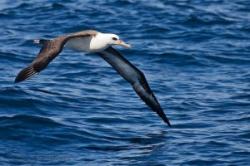 albatrosi Laysan