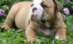 animal de companie