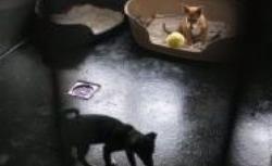 avocatul animalelor