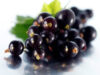 black_currant_powder.jpg
