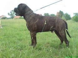 Bullmastiffii